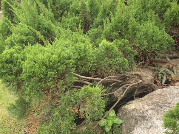 Зеленые Листья Сосны Саду — стоковое фото