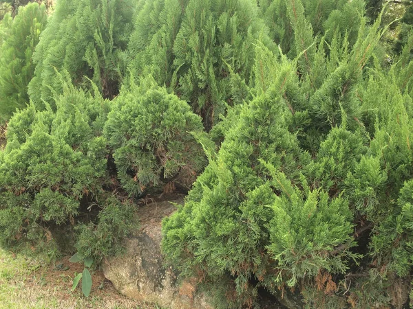 Green Leaves Pine Tree Background — Stock Photo, Image