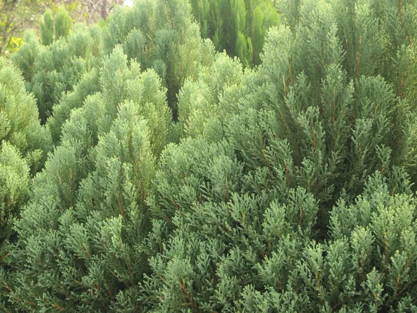 Gröna Blad Tall Trädgården — Stockfoto