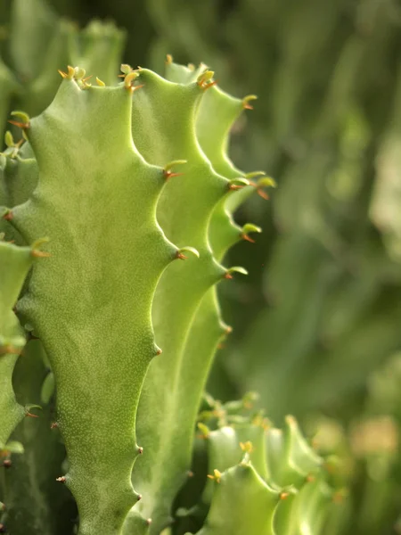 Cactus Verde Vicino — Foto Stock