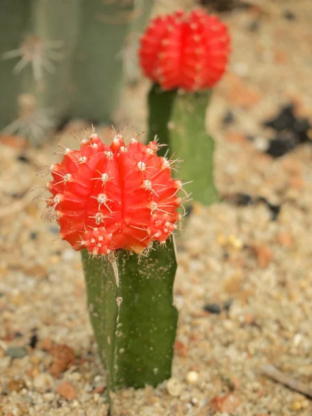 Cactus Rojo Cerca —  Fotos de Stock