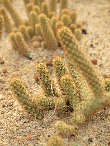 Gröna Cactus Närbild — Stockfoto