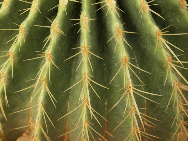 Cactus Verde Vicino — Foto Stock