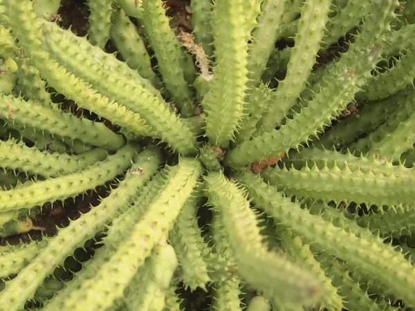 Cactus Verde Vicino — Foto Stock