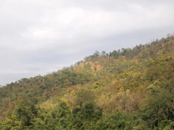 Yeşil Ağaç Orman Yakın Çekim — Stok fotoğraf