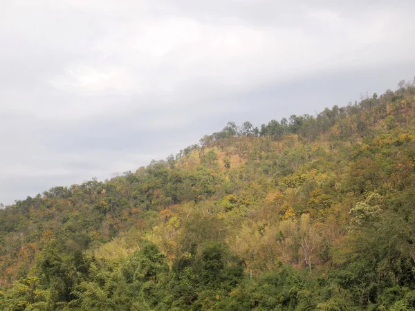 Green Tree Forest Close — Stock Photo, Image