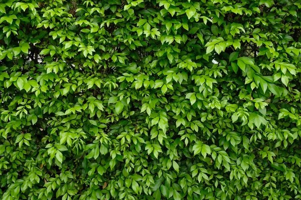 Πράσινο Φύλλα Φόντο Υφή — Φωτογραφία Αρχείου