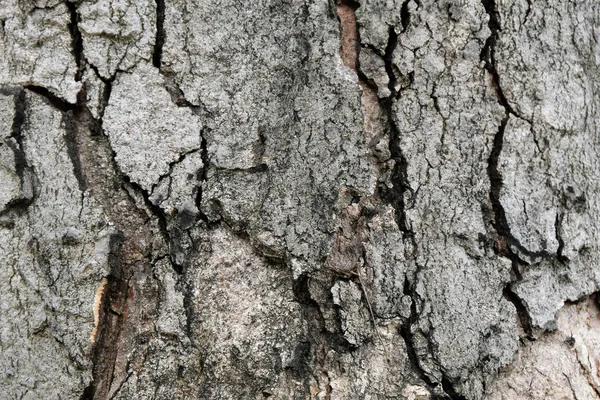 Corteza Textura Árbol Enfoque Suave —  Fotos de Stock