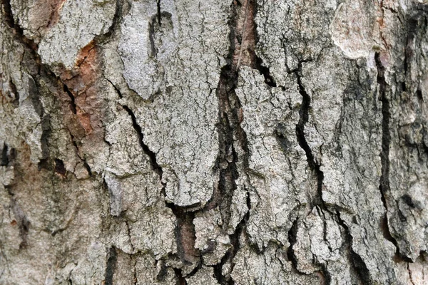 Écorce Arbre Texture Mise Point Douce — Photo