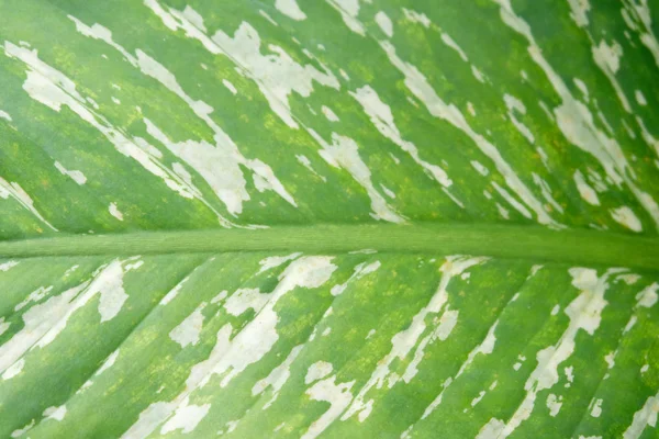 緑の葉の背景 ソフト フォーカス — ストック写真