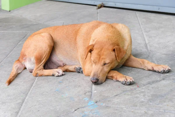 Bezpański Pies Spoczywającej Drogę Betonową — Zdjęcie stockowe