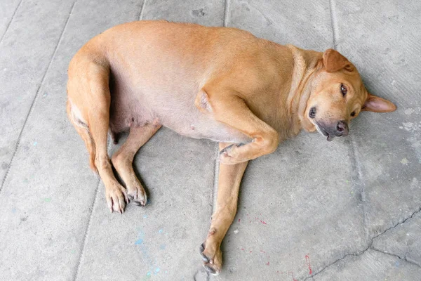 Verdwaalde Hond Rust Betonnen Weg — Stockfoto