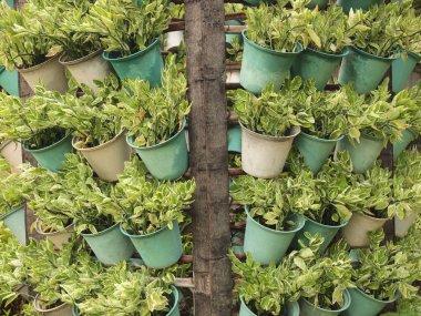 Yeşil yaprakları arka plan, yumuşak odak