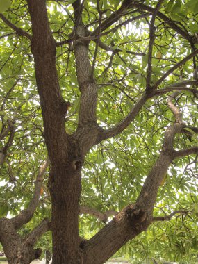 büyük ağaç yakın çekim 