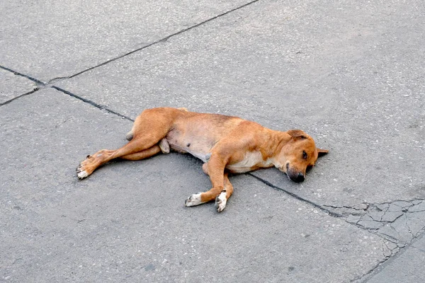Verdwaalde Hond Rust Betonnen Weg — Stockfoto
