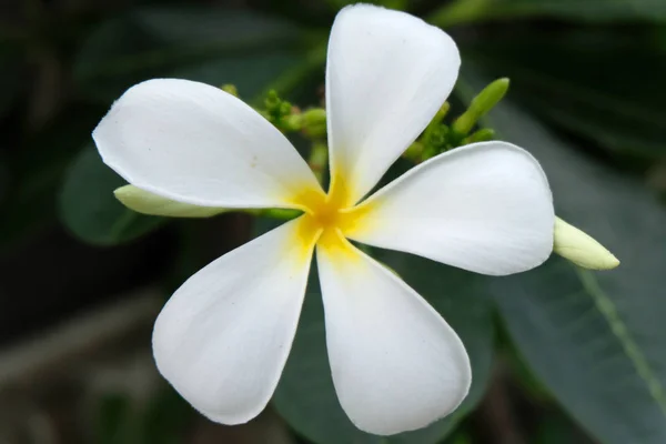 白色和黄色的梅花 弗兰基帕尼花 — 图库照片