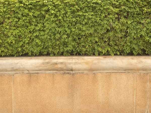 Yeşil Yaprakları Arka Plan Çimento Duvar — Stok fotoğraf