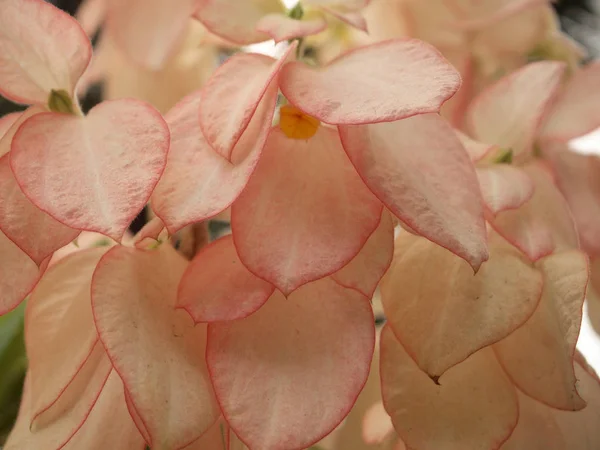 Stäng Upp Rosa Blad — Stockfoto