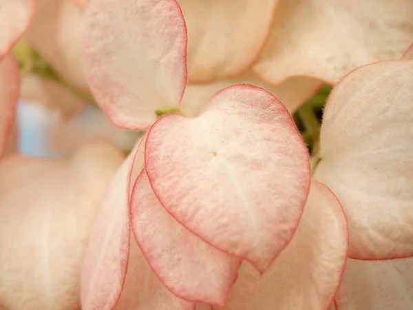 Close Pink Leaf — Stock Photo, Image