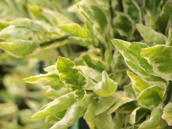 Yeşil yaprakları arka plan, yumuşak odak