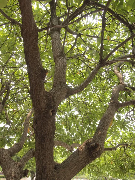 büyük ağaç yakın çekim 