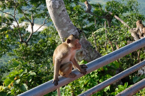 Parmaklıklar üzerinde oturan maymun