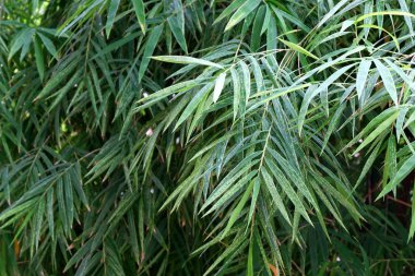 Bambu arka plan yakın bırakır