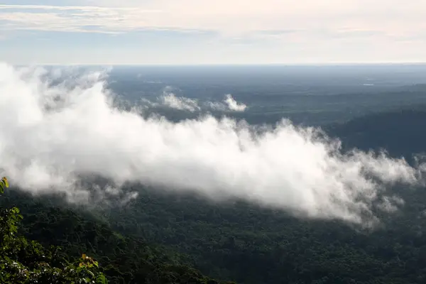 Niebla Bosque — Foto de Stock