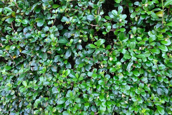 Πράσινα Φύλλα Από Κοντά Φόντο — Φωτογραφία Αρχείου