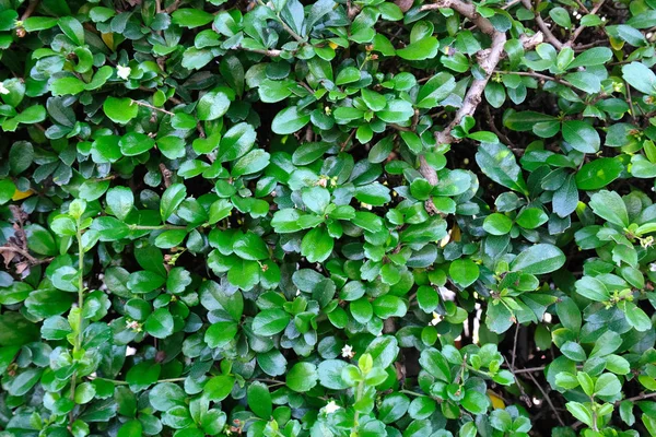 Groene Bladeren Close Achtergrond — Stockfoto