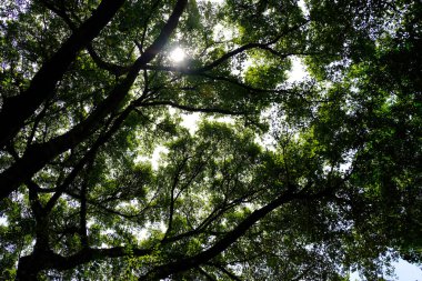 ağaç ve dallar siluet