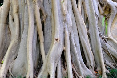 büyük ağaç kök yakın çekim