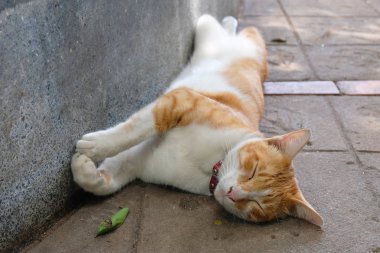 Sevimli uyuyan kedi yakın kadar