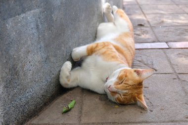 Sevimli uyuyan kedi yakın kadar