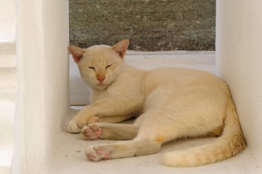 Sevimli uyuyan kedi yakın kadar