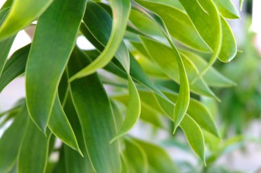 Yeşil ayrılmak doku yakın çekim