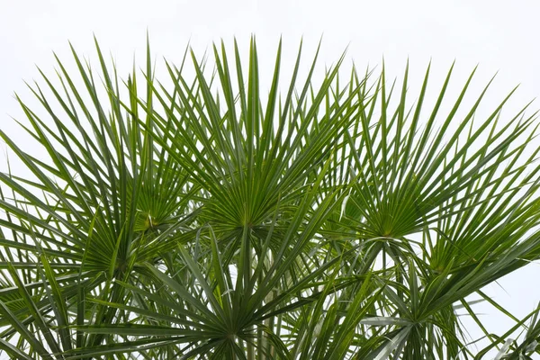 Green Leave Palm Tree — Stock Photo, Image