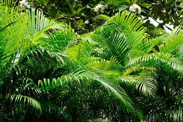 Zielony Zostawić Palmy — Zdjęcie stockowe