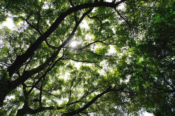 ağaç ve dallar siluet