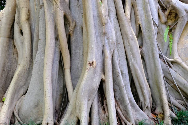 Gran Raíz Árbol Cerca — Foto de Stock