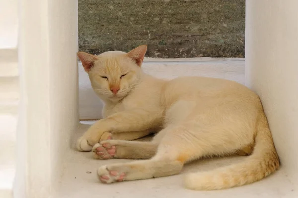 Sevimli Uyuyan Kedi Yakın Kadar — Stok fotoğraf