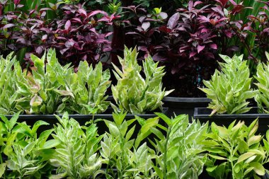 Yeşil ve kahverengi doku bırakın