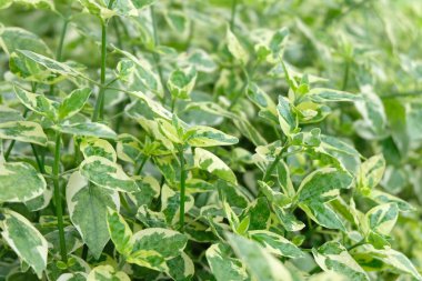 Yeşil bırakın doku kadar kapatın