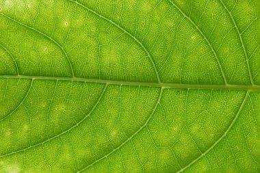 Yeşil yaprakları arka plan, yumuşak odak