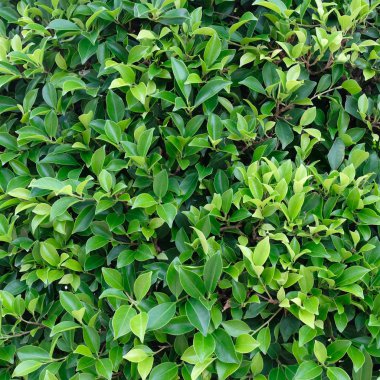 Yeşil doku arka plan ayrılmak