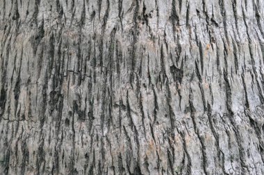 Hindistan cevizi dokusuna kadar kapatın