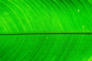 yeşil yaprak arka planı kapat