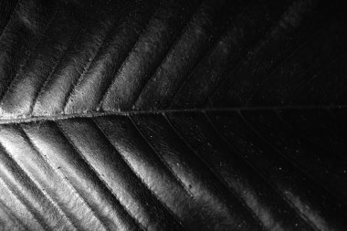 siyah ve beyaz yaprak arka plan