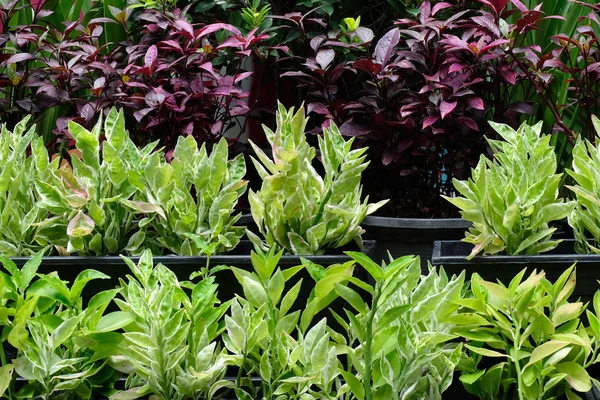 Yeşil ve kahverengi doku bırakın