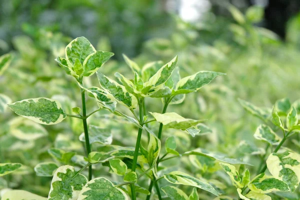 Close Green Leaves Background — Stock Photo, Image